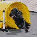 Agility Aug 4 2018